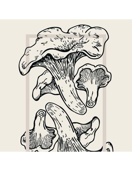 EKLIDS OUTDOOR poster: "Kantarelldrömmar"