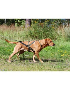 VIP Multisportsele 2