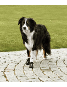 Hundskor Walker active 2-pack 2