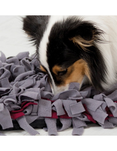 SNIFFING CARPET - NIVÅ 1